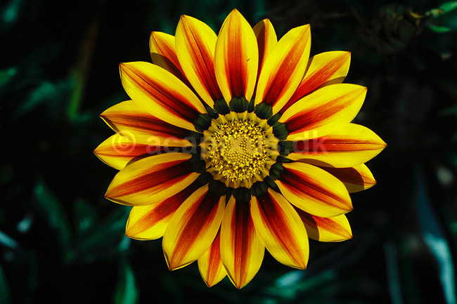 P�fugleblomst. P�fugleblomst ( Scan af KOL4724 ) ; Gazania (hybrid), Asteraceae; Landboh�jskolens Have / Frederiksberg; ; ; Planter; R�rhannede, Asteranae, Kurveblomst-familien, Asteraceae, Compositae
