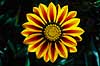 P�fugleblomst. P�fugleblomst ( Scan af KOL4724 )  Gazania (hybrid), Asteraceae Landboh�jskolens Have / Frederiksberg   Planter R�rhannede, Asteranae, Kurveblomst-familien, Asteraceae, Compositae