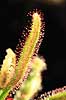 Soldug. Soldug ( Scan af KOL7201 )  Drosera carpensis Botanisk Have / K�benhavn   Planter Insekt�dende planter, Carnivore planter