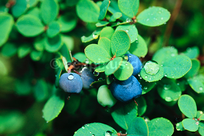 Almindelig Moseb�lle. Almindelig Moseb�lle ( Scan af KOL7283 ) ; Vaccinium uliginosum; B�llemosen, J�gersborg Hegn; ; ; Planter; Lyng-ordenen, Ericales