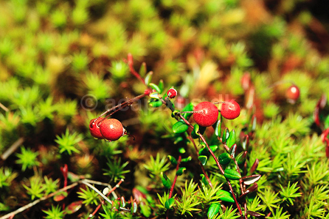 Almindelig Traneb�r. Almindelig Traneb�r ( Scan af KOL7288 ) ; Vaccinium oxycoccus; B�llemosen, J�gersborg Hegn; ; ; Planter; Lyng-ordenen, Ericales