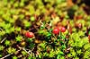 Almindelig Traneb�r. Almindelig Traneb�r ( Scan af KOL7288 )  Vaccinium oxycoccus B�llemosen, J�gersborg Hegn   Planter Lyng-ordenen, Ericales