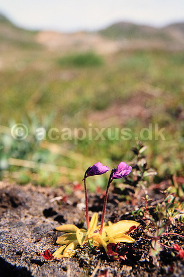 Vibefedt. Vibefedt ( Scan af KOL573 ) ; Pinguicula vulgaris, Lentibulariaceae; Nordkap / Mager�y; Norge; ; Planter; Insekt�dende planter, Carnivore planter, Bl�rerod-familien