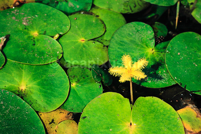S�blad. S�blad ( Scan af KOL4707 ) ; Nymphoides (peltata), Menyanthaceae; Cape Town; Sydafrika; Afrika; Planter; Ensian-ordenen, Gentianales