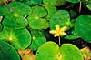 S�blad. S�blad ( Scan af KOL4707 )  Nymphoides (peltata), Menyanthaceae Cape Town Sydafrika Afrika Planter Ensian-ordenen, Gentianales