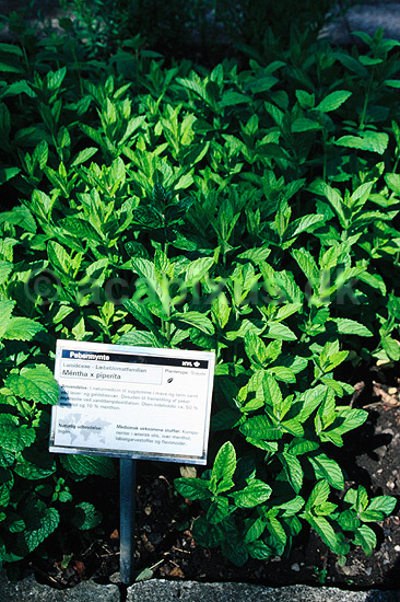 Pebermynte. Pebermynte, mynte ( Scan af KOL6228 ) ; Mentha piperita, Lamiaceae; Landboh�jskolens Have / Frederiksberg; ; ; Planter; L�beblomst-ordenen, Lamiales