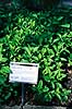 Pebermynte. Pebermynte, mynte ( Scan af KOL6228 )  Mentha piperita, Lamiaceae Landboh�jskolens Have / Frederiksberg   Planter L�beblomst-ordenen, Lamiales