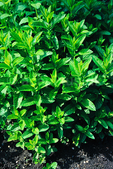 Pebermynte. Pebermynte, mynte ( Scan af KOL6227 ) ; Mentha piperita, Lamiaceae; Landboh�jskolens Have / Frederiksberg; ; ; Planter; L�beblomst-ordenen, Lamiales