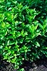 Pebermynte. Pebermynte, mynte ( Scan af KOL6227 )  Mentha piperita, Lamiaceae Landboh�jskolens Have / Frederiksberg   Planter L�beblomst-ordenen, Lamiales