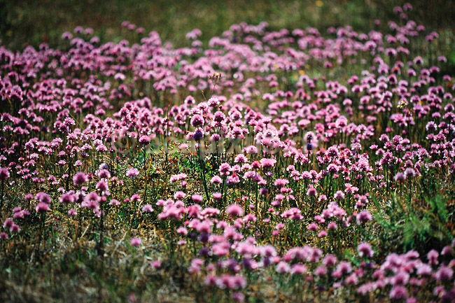 Almindelig Purl�g. Almindelig Purl�g, l�g ( Scan af KOL7437 ) ; Allium schoenoprasum; �land; Sverige; ; Planter; Lilje-ordenen, Liliales