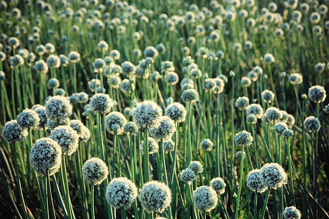 L�g. L�g  Blomstrende mark ( Scan af KOL185 ) ; Allium sp., Liliaceae; Luxor; Egypten; Afrika; Planter; Lilje-ordenen, Liliales