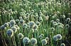 L�g. L�g  Blomstrende mark ( Scan af KOL185 )  Allium sp., Liliaceae Luxor Egypten Afrika Planter Lilje-ordenen, Liliales