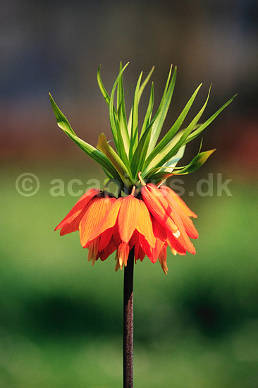 Kejserkrone. Kejserkrone ( Scan af KOL7251 ) ; Fritillaria imperialis, Liliaceae; KVL's Have / K�benhavn; ; ; Planter; Lilje-ordenen, Liliales