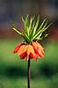 Kejserkrone. Kejserkrone ( Scan af KOL7251 )  Fritillaria imperialis, Liliaceae KVL's Have / K�benhavn   Planter Lilje-ordenen, Liliales