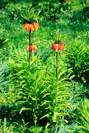 Kejserkrone. Kejserkrone ( Scan af KOL7249 ) ; Fritillaria imperialis, Liliaceae; KVL's Have / K�benhavn; ; ; Planter; Lilje-ordenen, Liliales