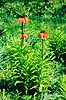Kejserkrone. Kejserkrone ( Scan af KOL7249 )  Fritillaria imperialis, Liliaceae KVL's Have / K�benhavn   Planter Lilje-ordenen, Liliales