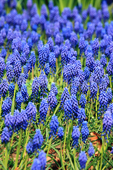 Armensk Perlehyacint. Armensk Perlehyacint ( Scan af KOL7282 ) ; Muscari armeniacum; KVL's Have / K�benhavn; ; ; Planter; Lilje-ordenen, Liliales