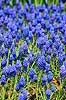 Armensk Perlehyacint. Armensk Perlehyacint ( Scan af KOL7282 )  Muscari armeniacum KVL's Have / K�benhavn   Planter Lilje-ordenen, Liliales