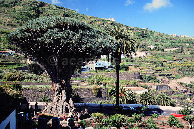 Drageblodstr�. 3000 �r gammelt Drageblodstr� ( Scan af KOL847 ) ; Dracaena draco, Convallariaceae; Icod de los Vinos / Tenerife; Spanien; ; Planter; Konval-familien, Convallariaceae