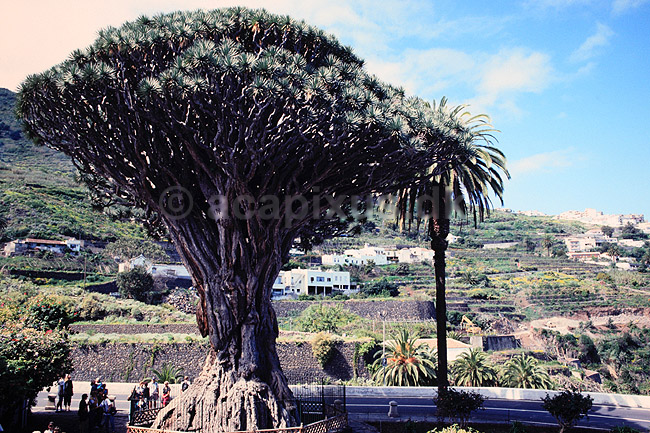 Drageblodstr�. 3000 �r gammelt Drageblodstr� ( Scan af KOL849 ) ; Dracaena draco, Convallariaceae; Icod de los Vinos / Tenerife; Spanien; ; Planter; Konval-familien, Convallariaceae