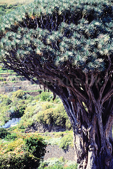 Drageblodstr�. 3000 �r gammelt Drageblodstr� ( Scan af KOL846 ) ; Dracaena draco, Convallariaceae; Icod de los Vinos / Tenerife; Spanien; ; Planter; Konval-familien, Convallariaceae