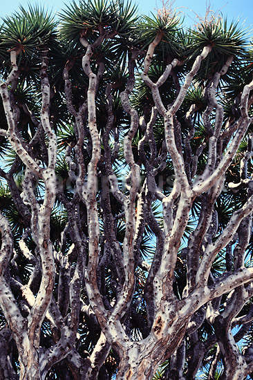 Drageblodstr�. 3000 �r gammelt Drageblodstr� ( Scan af KOL850 ) ; Dracaena draco, Convallariaceae; Icod de los Vinos / Tenerife; Spanien; ; Planter; Konval-familien, Convallariaceae