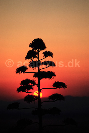 Agave. Agave, blomsterstok i solnedgang ( Scan af KOL578 ) ; Agave spec., Agavaceae; Granada; Spanien; ; Planter; Agave-familien