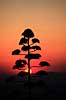 Agave. Agave, blomsterstok i solnedgang ( Scan af KOL578 )  Agave spec., Agavaceae Granada Spanien  Planter Agave-familien