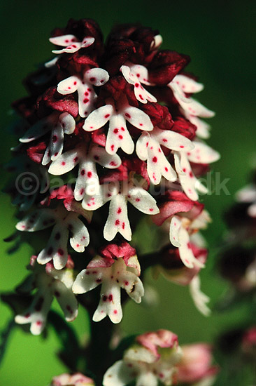 Bakkeg�geurt. Bakke g�geurt ( Scan af KOL7456 ) ; Orchis ustulata; �land; Sverige; ; Planter; Orkid�-ordenen, Orchidales, Orkid�-familien, Orchidaceae
