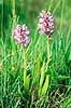 Ridderg�geurt. Ridder g�geurt ( Scan af KOL7471 )  Orchis militaris �land Sverige  Planter Orkid�-ordenen, Orchidales, Orkid�-familien, Orchidaceae