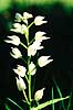 Sv�rd-Skovlilje. Sv�rd-Skovlilje ( Scan af KOL7441 )  Cephalanthera longifolia �land Sverige  Planter Orkid�-ordenen, Orchidales, Orkid�-familien, Orchidaceae