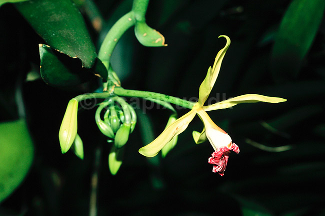 Vanille. Vanille ( Scan af KOL7205 ) ; Vanilla imperialis; Botanisk Have / K�benhavn; ; ; Planter; Orkid�-ordenen, Orchidales, Orkid�-familien, Orchidaceae