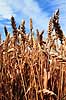 Hvedemark. Hvede p� mark ( Scan af KOL14 )  Trictium (savitum?), Poaceae St. Chef Frankrig  Planter Korn, kornsorter, afgr�de, afgr�der, landbrug