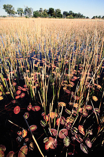 Okavango. Okavango deltaet - Siv og �kander p� lavt vand ( Scan af KOL3528 ) ; ; Okavango delta; Botswana; Afrika; ; 