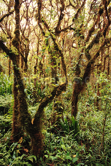 Scalecia skov. Scalecia skov ved Los Gemelos - Mosbegroede stammer ( Scan af KOL4963 ) ; ; Santa Cruz / Galapagos; Equador; Afrika; ; 