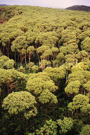 Scalecia skov. Scalecia skov ved Los Gemelos ( Scan af KOL4964 ) ; ; Santa Cruz / Galapagos; Equador; Afrika; ; 