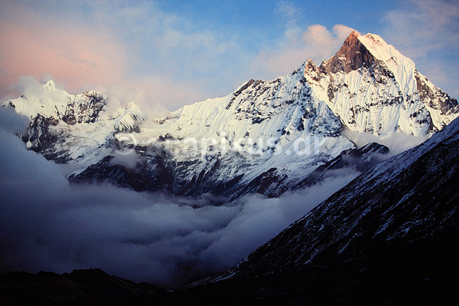 Machhapuchhre. Machhapuchhre (Fish Tail) (6993 m) set fra Annapurna Base Camp ( Scan af KOL1215 ) ; ; Annapurna Base Camp / Himalaya bjergene; Nepal; Asien; ; Bjerge, sne