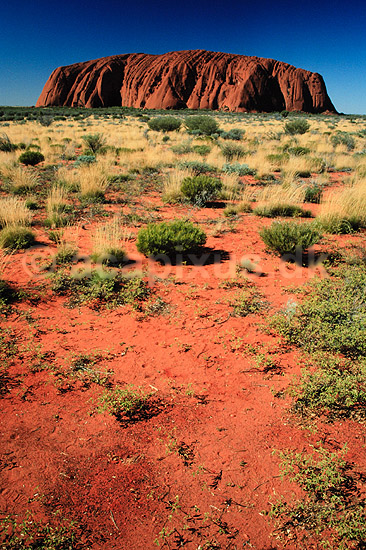 Ayers Rock. Ayers Rock set fra nordvest, Sunset Point. Uluru = Ayers Rock, Kata Tjuta = The Olgas ( Scan af KOL2754 ) ; ; Uluru - Kata Tjuta NP / Northern Territory; Australien; Australien; ; Geologi, erosion