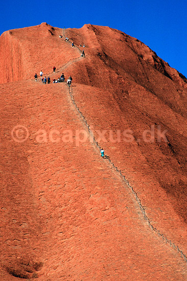 Ayers Rock. Ayers Rock Turister p� vej p� op ad Mala Walk. Uluru = Ayers Rock, Kata Tjuta = The Olgas ( Scan af KOL2777 ) ; ; Uluru - Kata Tjuta NP / Northern Territory; Australien; Australien; ; Geologi, erosion, turisme, turister, bjergbestigning