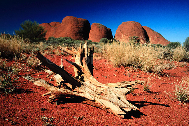 The Olgas. The Olgas set fra vest fra Sunset Point. Uluru = Ayers Rock, Kata Tjuta = The Olgas ( Scan af KOL2794 ) ; ; Uluru - Kata Tjuta NP / Northern Territory; Australien; Australien; ; Geologi, erosion