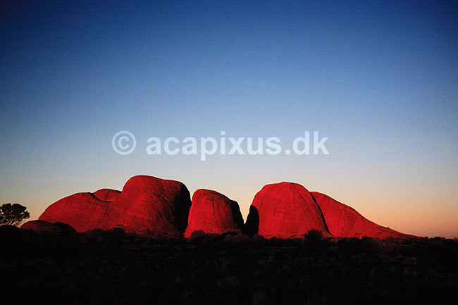 The Olgas. The Olgas, kort efter solnedgang set fra vest fra Sunset Point. Uluru = Ayers Rock, Kata Tjuta = The Olgas ( Scan af KOL2800 ) ; ; Uluru - Kata Tjuta NP / Northern Territory; Australien; Australien; ; Geologi, erosion, solnedgange