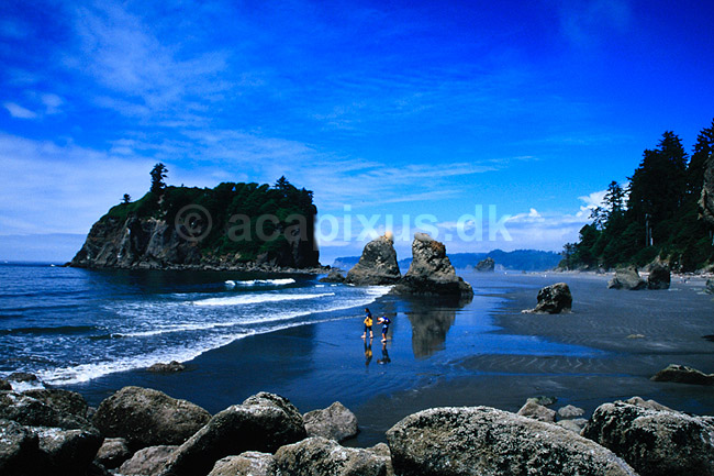 Olympic National Park. Olympic National Park. Strand med klipper ved Stille Havet ( Scan af KOL7524 ) ; ; Washington State; USA; Nordamerika; ; Kyst, kyster