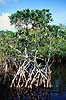 Mangrove i Everglades. Mangrove i Everglades National Park. Fra Noble Hammock Canoe Trail ( Scan af KOL2259 )   Everglades NP / Florida USA Nordamerika  Mangroveskov