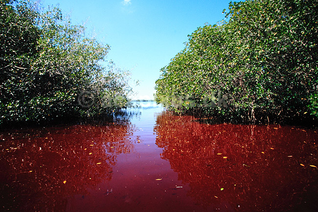 Mangrove i Celestun. Mangrove skov i Celestun National Park ( Scan af KOL6633 ) ; ; Celestun NP / Yucat�n; Mexico; Nordamerika; ; Mangroveskov