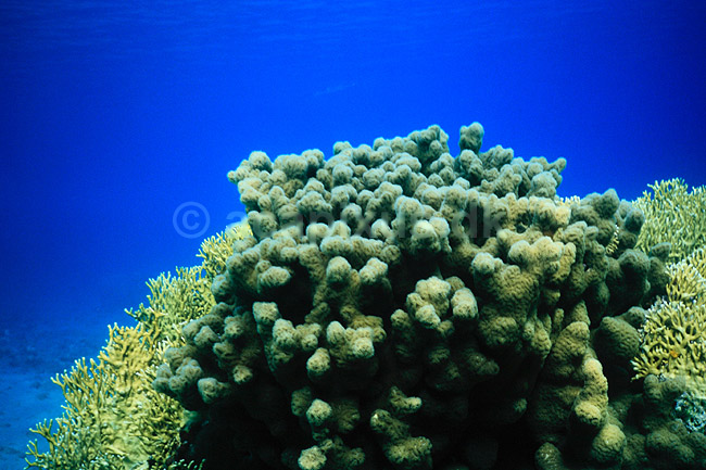 Koraler. Koralrev Ved Coral Beach ( Scan af KOL5146 ) ; ; R�de Havet / Eilat; Israel; Asien; ; Polybdyr
