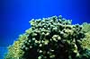 Koraler. Koralrev Ved Coral Beach ( Scan af KOL5146 )   R�de Havet / Eilat Israel Asien  Polybdyr