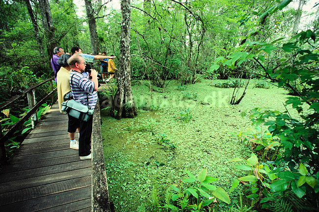 Ornitologer. Fuglekiggere i Corkscrew Swamp Sanctuary ( Scan af KOL2297 ) ; ; Corkscrew Swamp Sanctuary / Florida; USA; Nordamerika; ; kikkert