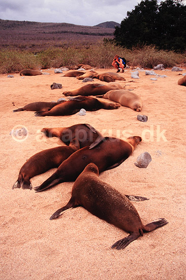 S�l�ver. �koturist fotograferer s�l�ver p� Galapagos ( Scan af KOL5003 ) ; ; San Cristobal / Galapagos; Equador; Sydamerika; ; �koturisme, turisme, s�l�ve, naturfotograf, naturfotografering