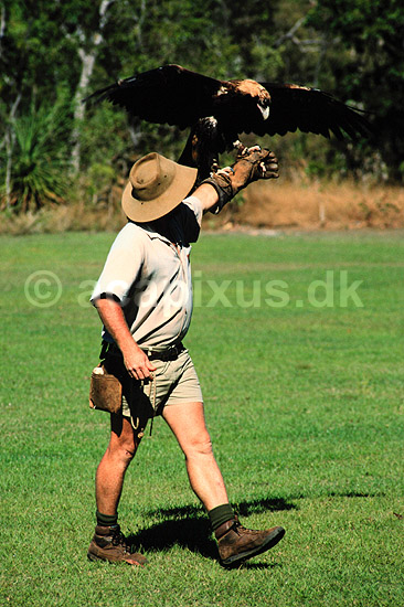 Falkoner med �rn. Falkoner tr�ner Wedge Tailed Eagle i Northern Territory, Australien ( Scan af KOL6558 ) ; ; Territory Wildlife Park / Northern Territory; Australien; Australien; ; �rne