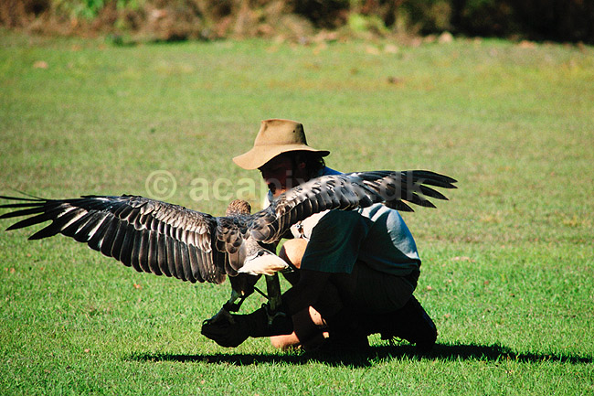 Falkoner med �rn. Falkoner tr�ner Wedge Tailed Eagle i Northern Territory, Australien. Wedge Tailed Eagle = Aquila audax ( Scan af KOL2875 ) ; ; Territory Wildlife Park / Northern Territory; Australien; Australien; ; �rne